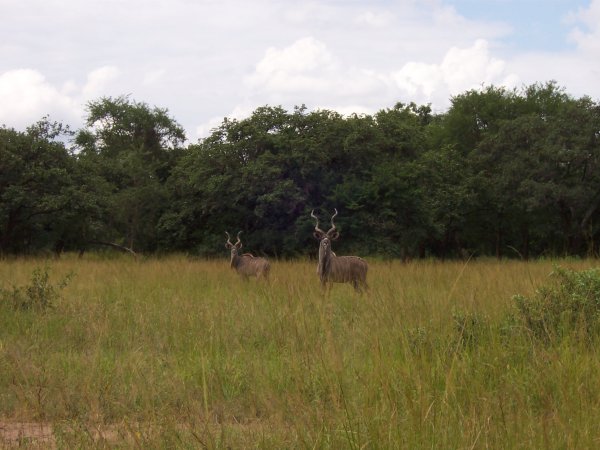 Antilopa Kudu.JPG
