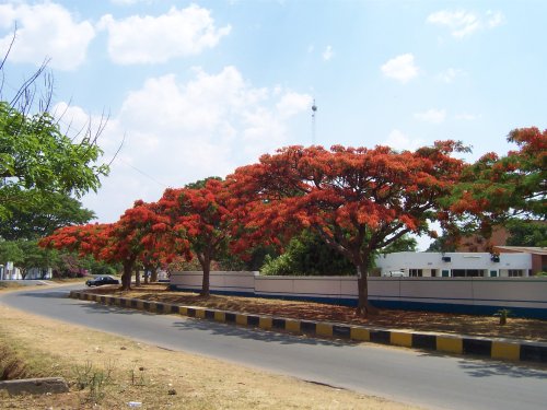 Flamboyant tree.JPG