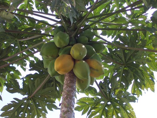 Papaja.JPG